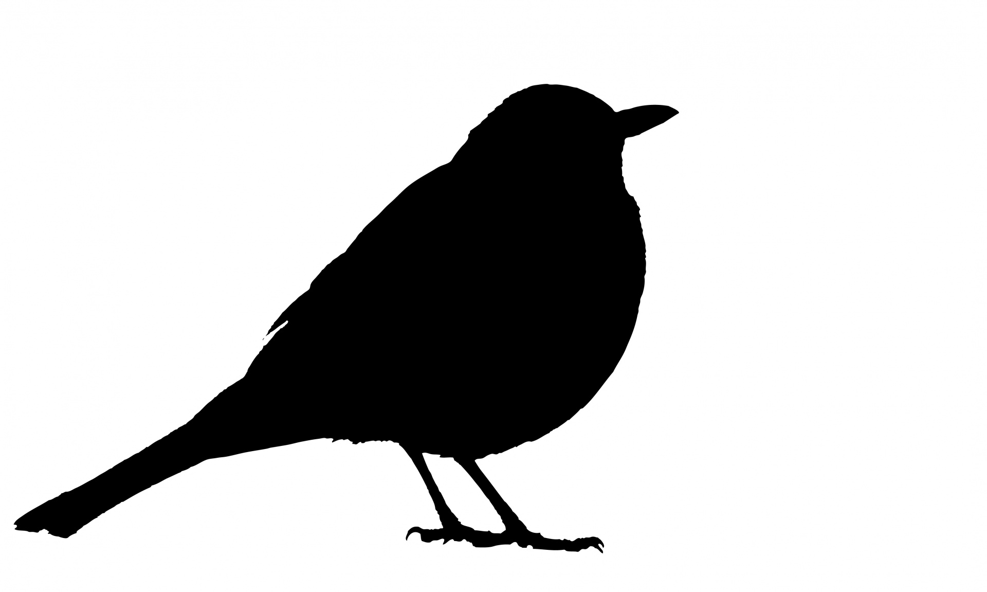 blackbird-silhouette-1496655320N1W-1