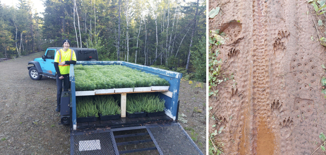 Tree planting efforts in Nova Scotia are helping restore 20 hectares of land.