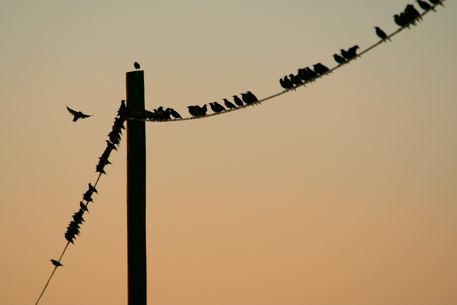 birds cable wire